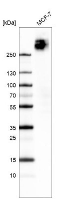 PIEZO1 Antibody (CL9714), Novus Biologicals 100 &mu;L; Unconjugated:Antibodies,